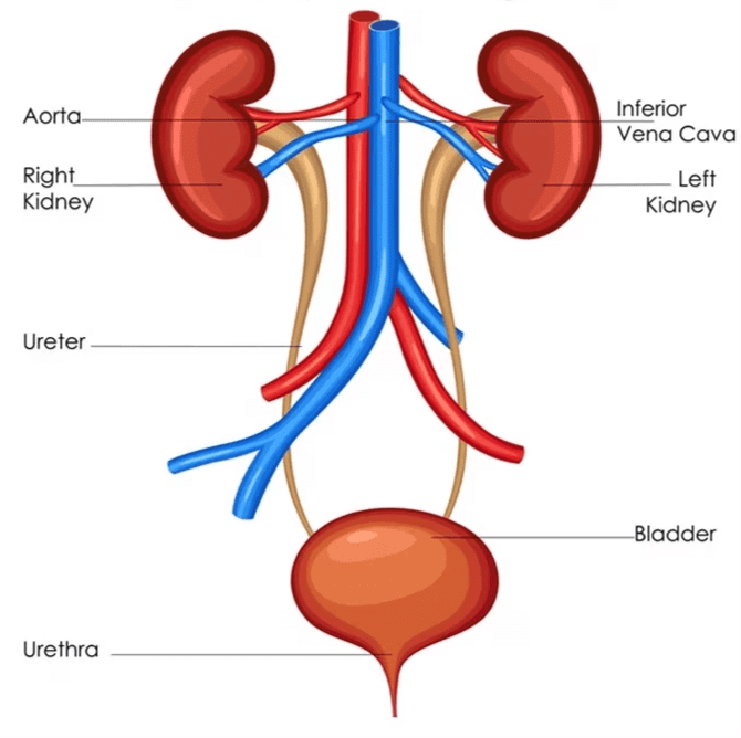 Human Excretory System