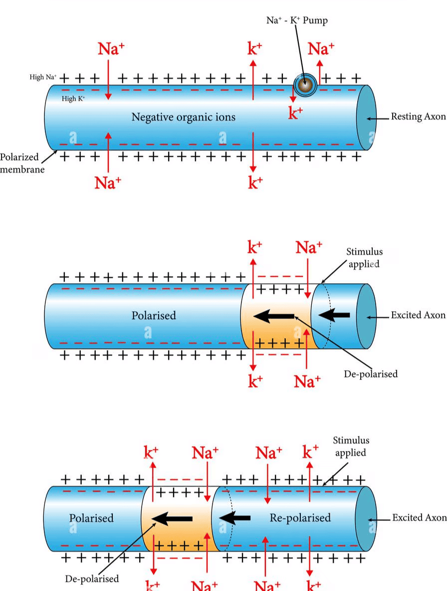 Neural Control and Coordination Chapter Notes | Biology Class 11 - NEET