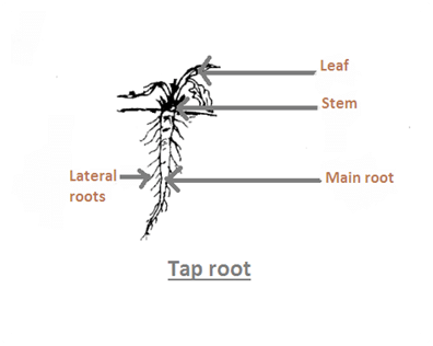 Class 6 Science: Sample Paper Solutions - 1 | Sample Papers For Class 6