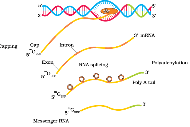 Process of Transcription in Eukaryotes