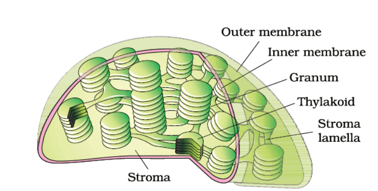 Mitochondria, Plastid, Ribosome & Cytoskeleton | Biology Class 11 - NEET