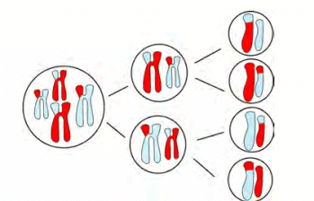 Meiosis