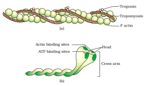Important Diagrams: Locomotion and Movement | Biology Class 11 - NEET