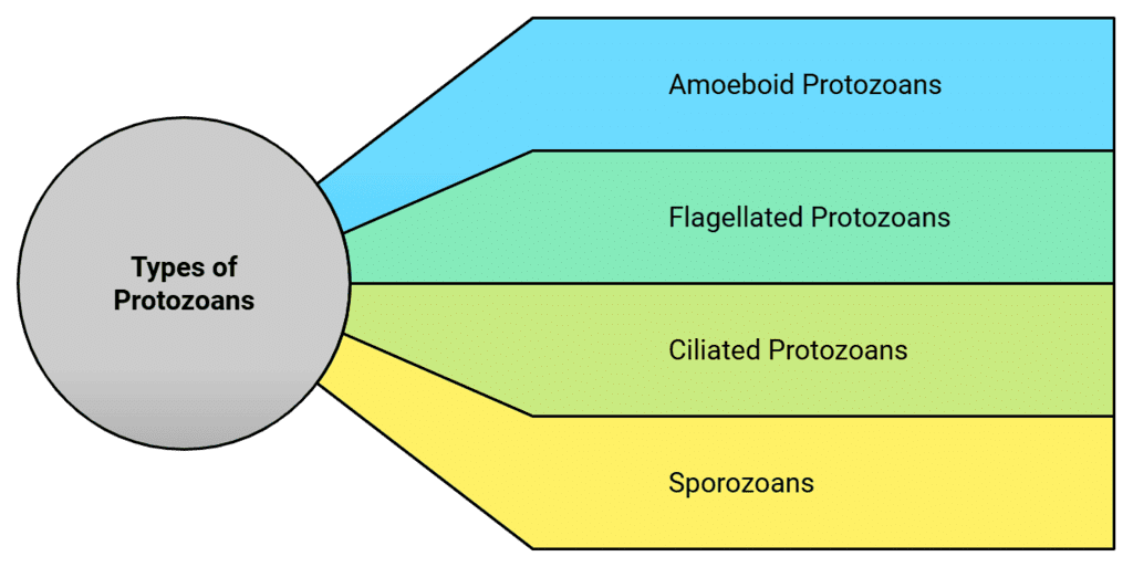 Kingdom Protista: Euglenoids, Slime Moulds & Protozoans | Biology Class 11 - NEET