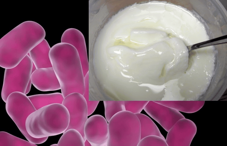 Microbes in Household Products | Biology Class 12 - NEET