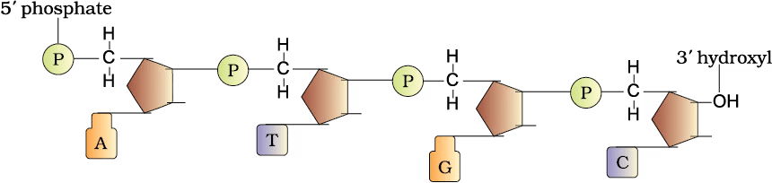 The DNA & Packaging of DNA Helix | Biology Class 12 - NEET