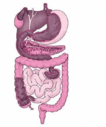 Unit Test: Nutrition in Animals | Science Class 7 (Old NCERT)