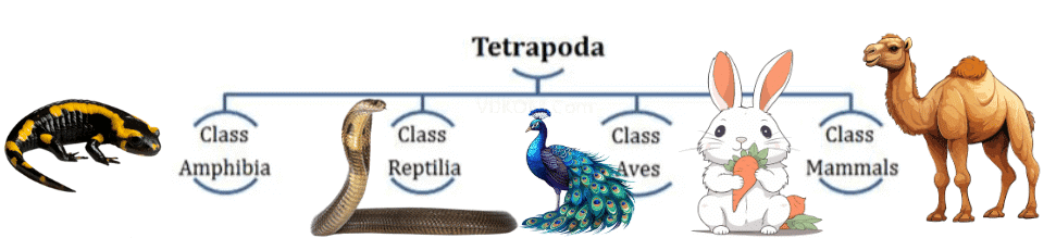 NCERT Notes: Animal Kingdom | NCERT Textbooks, Tests & Solutions - NEET