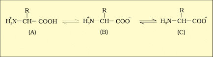 B is called zwitterionic form.