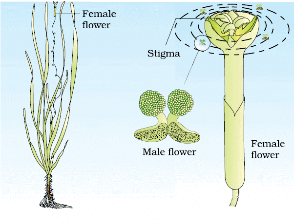 Sexual Reproduction in Flowering Plants Chapter Notes | Biology Class 12 - NEET