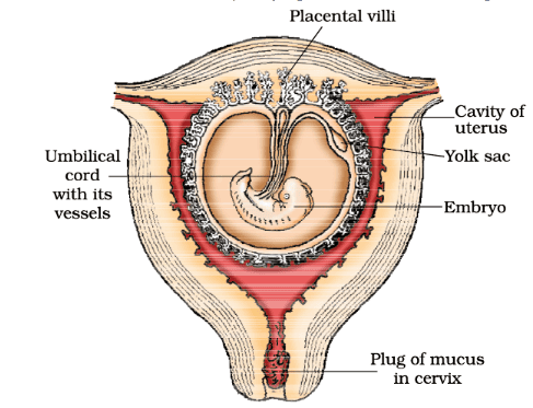 Pregnancy & Embryonic Development | Biology Class 12 - NEET