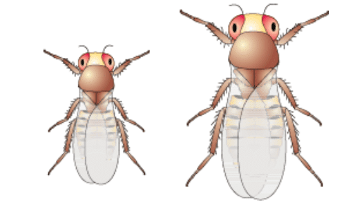 Drosophila melanogaster (a) Male (b) Female