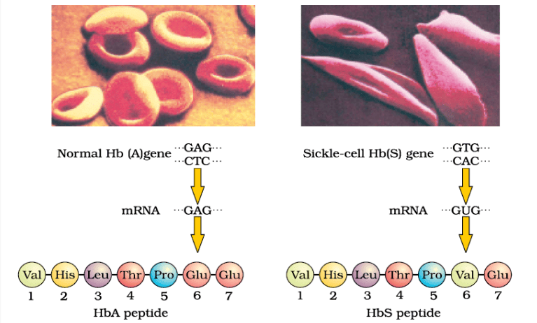 Micrograph of the red blood cells and the amino acid composition of the relevant portion of β-chain of haemoglobin: (a) From a normal individual; (b) From an individual with sickle-cell anaemia