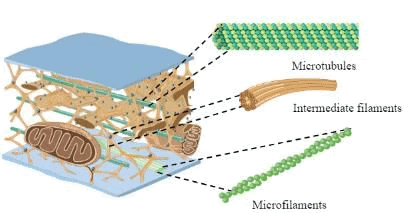 Cell Physiology and Membrane Potential Chapter Notes | Physiology - NEET PG