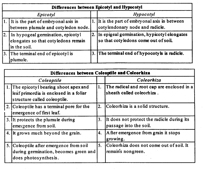 NCERT Solutions Class 12 Biology Chapter 1 - Sexual Reproduction in Flowering Plants
