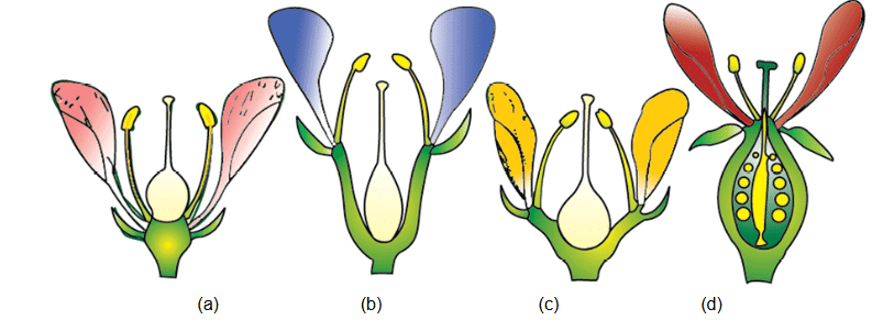 Position of floral parts on thalamus : (a) Hypogynous (b) and (c) Perigynous (d) Epigynous