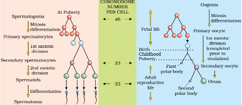 Mnemonics: Human Reproduction | Biology Class 12 - NEET