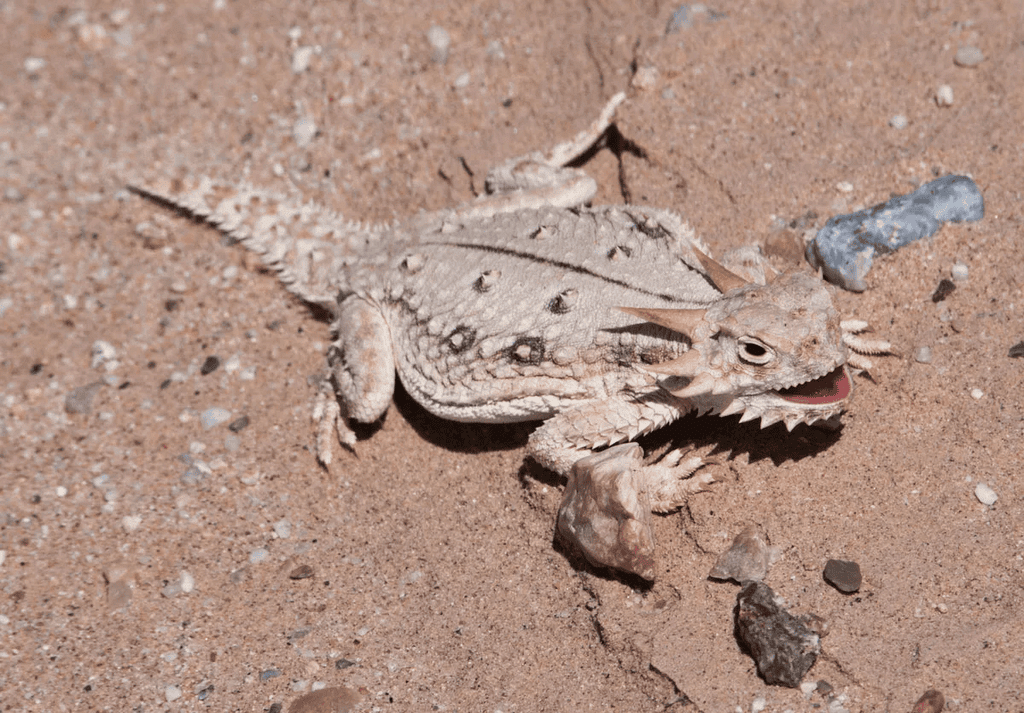 Desert Lizard