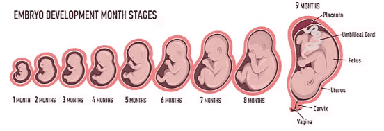 Pregnancy & Embryonic Development | Biology Class 12 - NEET