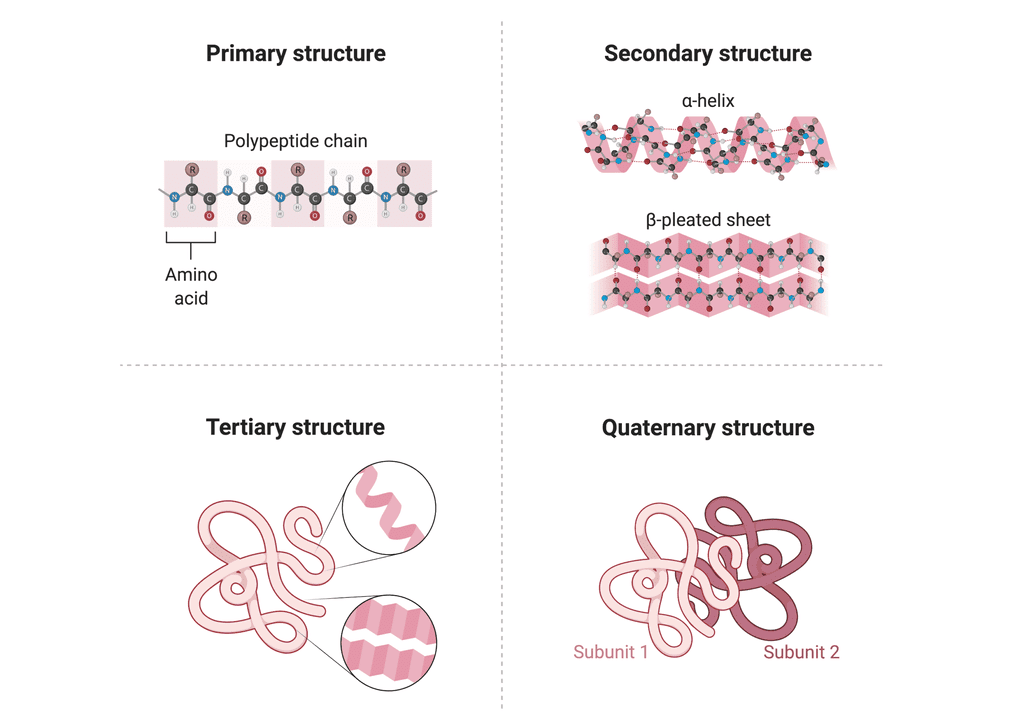 Various levels of Protein Structure