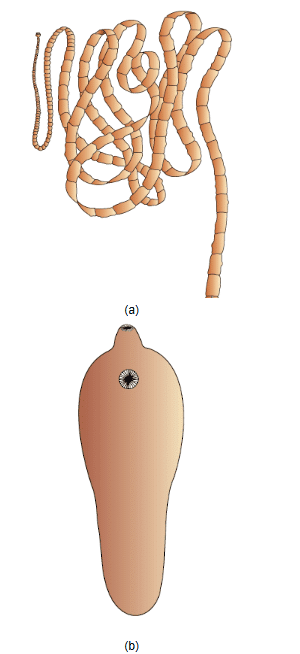 NCERT Notes: Animal Kingdom | NCERT Textbooks, Tests & Solutions - NEET