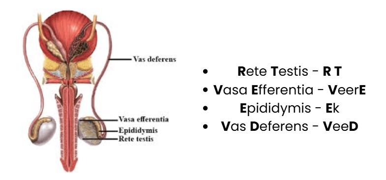 Mnemonics: Human Reproduction | Biology Class 12 - NEET