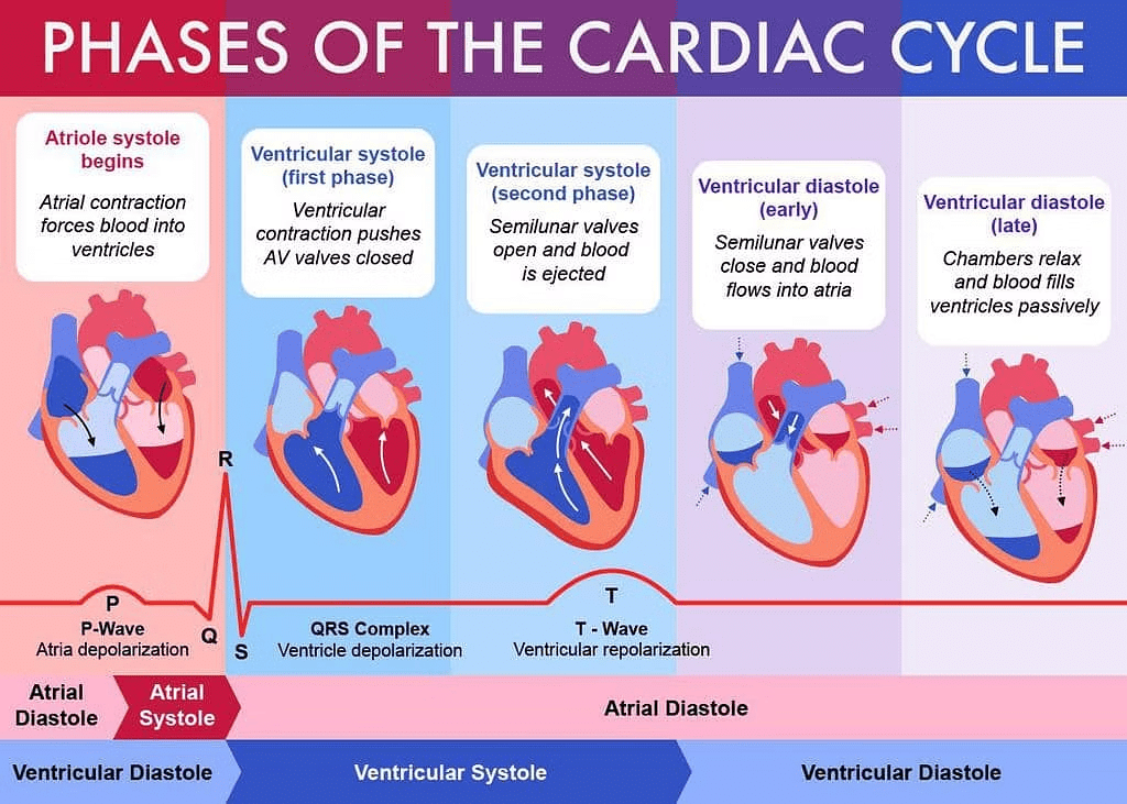 NCERT Solutions Class 11 Biology Chapter 18 - Body Fluids and Circulation