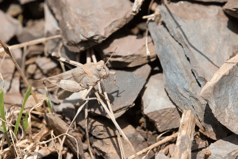 Extract Based Questions: Poem - On the Grasshopper and Cricket | English Class 8