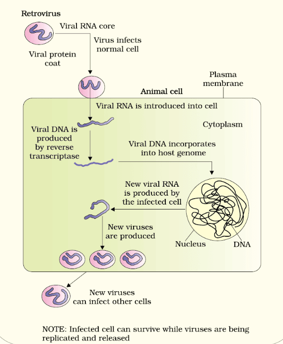 Human Health and Diseases Chapter Notes | Biology Class 12 - NEET