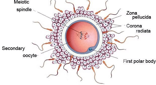 NCERT Exemplar: Human Reproduction | Biology Class 12 - NEET