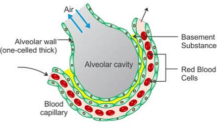 Important Diagrams: Breathing and Exchange of gases | Biology Class 11 - NEET