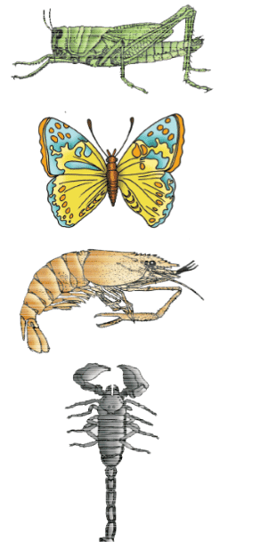 NCERT Notes: Animal Kingdom | NCERT Textbooks, Tests & Solutions - NEET