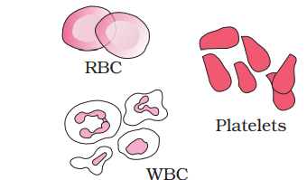  Muscle and Neural Tissue  (Only in NEET