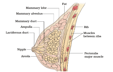 Mnemonics: Human Reproduction | Biology Class 12 - NEET