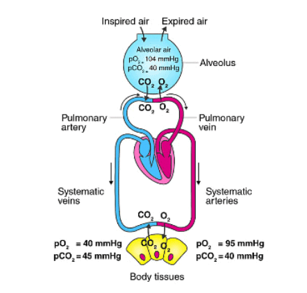 Important Diagrams: Breathing and Exchange of gases | Biology Class 11 - NEET