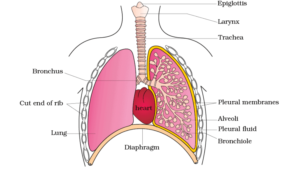 Important Diagrams: Breathing and Exchange of gases | Biology Class 11 - NEET