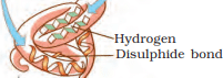 NCERT Solutions Class 11 Biology Chapter 9 - Biomolecules