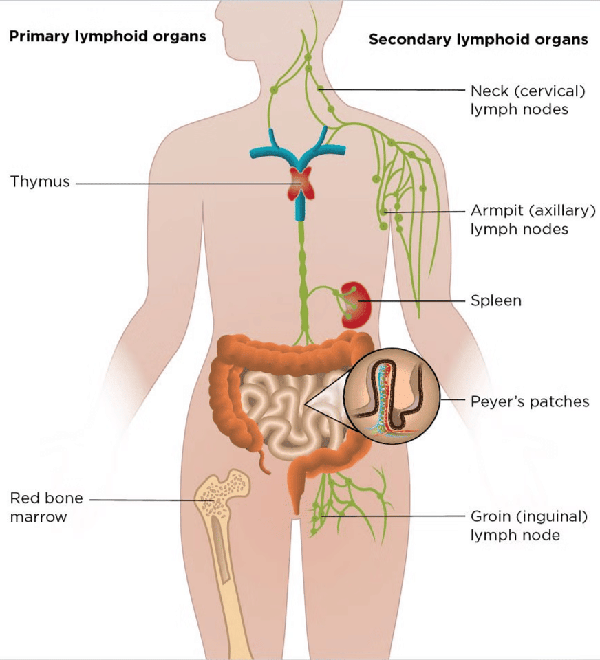 Mnemonics: Human Health & Diseases | Biology Class 12 - NEET