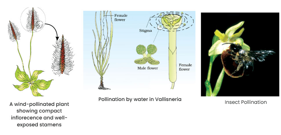 Types of Pollination : Wind, Water and Insect 