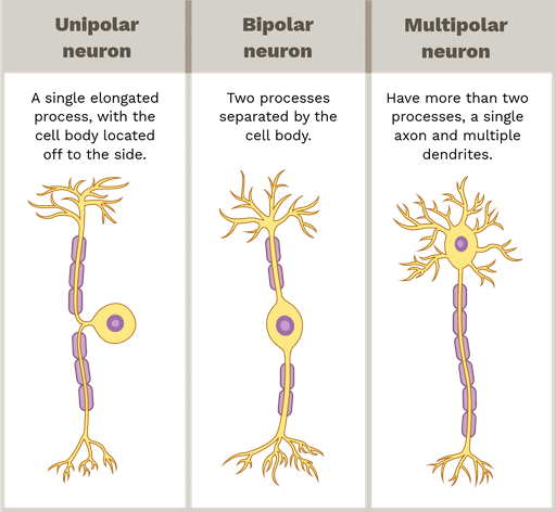 Types of Neuron