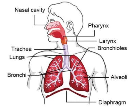 Life Processes in Animals Class 7 Notes Science Chapter 9 Free PDF