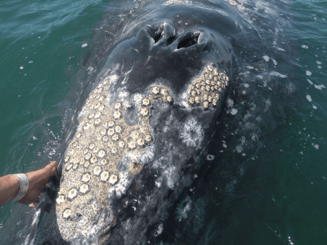Commensalism: Barnacles and Whale
