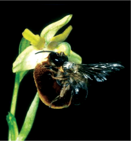 Sexual Reproduction in Flowering Plants Chapter Notes | Biology Class 12 - NEET