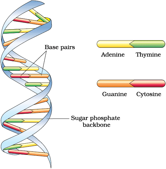 The DNA & Packaging of DNA Helix | Biology Class 12 - NEET