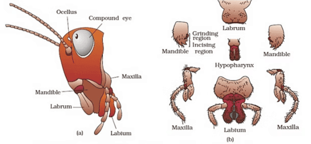 Head region of cockroach : (a) parts of head region (b) mouth parts