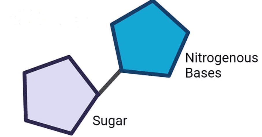 The DNA & Packaging of DNA Helix | Biology Class 12 - NEET
