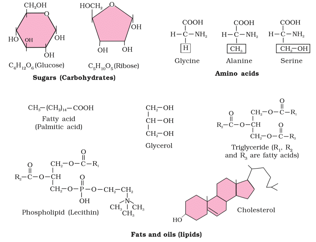 Carbohydrates, Amino acids and Lipids