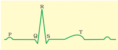 Important Diagrams: Body Fluids and Circulation | Biology Class 11 - NEET
