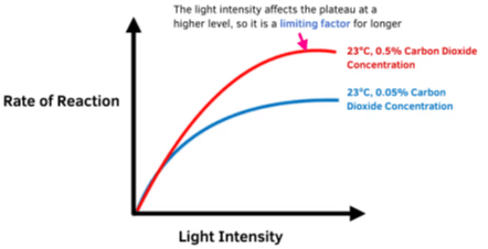 Photosynthesis: Early Experiments & Factors affecting | Biology Class 11 - NEET