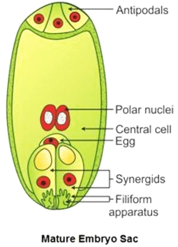 NEET Previous Year Questions (2016-2025): Sexual Reproduction in Flowering Plants | Biology Class 12